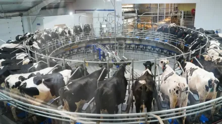 Қазақстан ет экспортын ұлғайтпақ: Үкімет мал шаруашылығына жаңа талаптар қойды