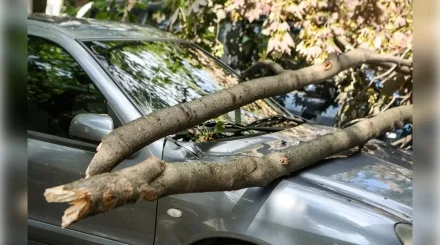 Көлігінің үстіне ағаш құлап кеткен Қостанай тұрғыны сотта әкімдікті жеңіп шықты