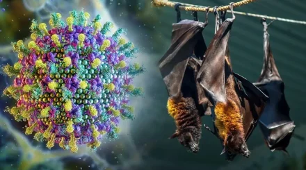 Нипах вирусының алдын алу: қазақстандық туристерге ескерту жасалды