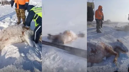 Ерейментауда жүк пойызы 11 жылқыны басып кеткен – полиция малшыны жазалады