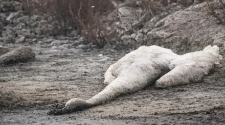 Ақтау қаласының маңында аққулар жаппай қырылып жатыр