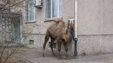 Ақтауда ер адам түйесін көпқабатты үйдің жанына байлап қойған (ВИДЕО)