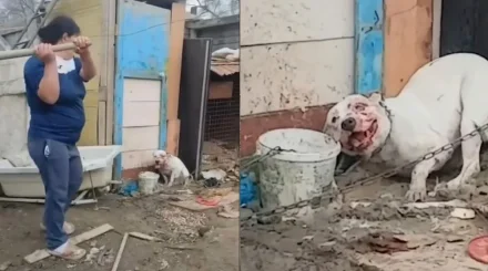 Вынесли приговор женщине, жестоко избившей собаку лопатой в Атырау