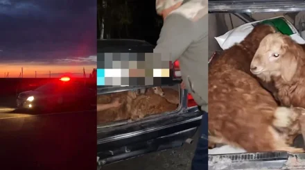 Мужчина украл у соседа четырех баранов и спрятал их в багажнике в ВКО (ВИДЕО)