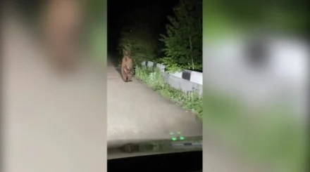 В ВКО очевидцы сняли на видео двух медвежат возле дороги, ведущей к базам отдыха «Голубой залив»