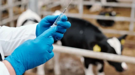 В Казахстане утвердили Комплексный план развития ветеринарии до 2030 года