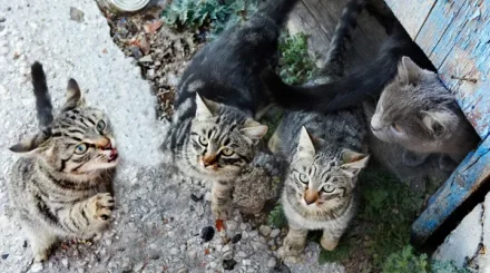 В Караганде из пожара спасли 20 кошек и собаку