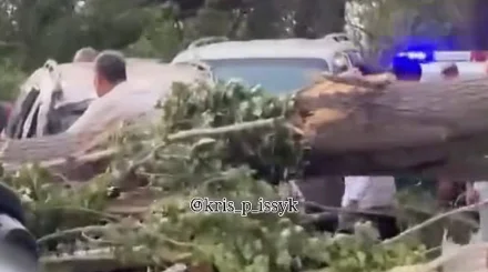 Четыре человека пострадали из-за упавшего дерева в Алматинской области