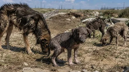 Жители Актау обеспокоены судьбой стаи больных собак