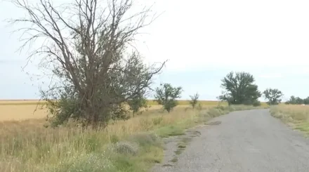 Пятеро детей из одной семьи погибли в ДТП в Туркестанской области