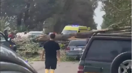 Дерево рухнуло на два автомобиля в Алматинской области: пострадавших доставили в больницу (ВИДЕО)