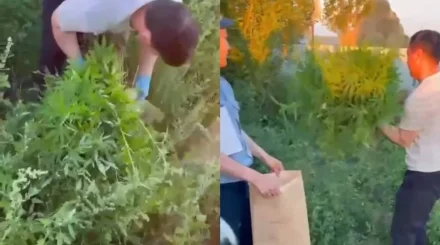 В Актюбинской области пресекли незаконное выращивание конопли