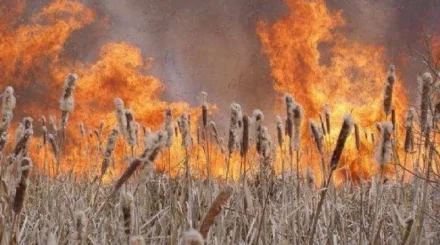 МЧС борется с огнем в болотах Сасыкколя