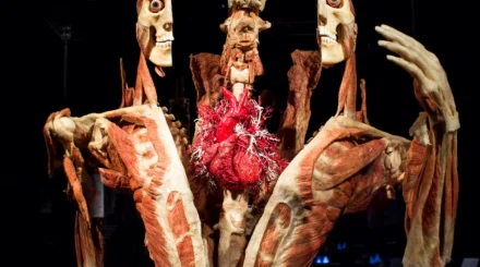  Body Worlds Amsterdam: өмірде болған адамдардың дене мүшелері қойылған көрме 