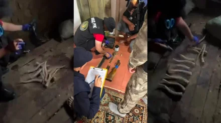 Ақтөбе облысында полицейлер киік мүйізі мен ұшасын тәркіледі
