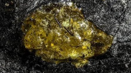  Қытайдан 385 миллион жылдық тарихы бар кәріптас табылды 