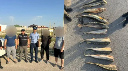 В Мангистау пресекли незаконную перевозку более 30 кг рыбы, похожей на осетровую