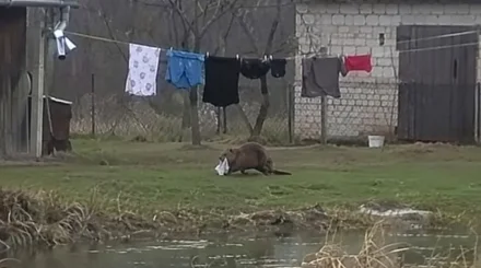 Бобр-фетишист ворует у мужчины нижнее белье