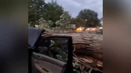 Жетісуда жол ортасына құлаған ағаш бес адам отырған  жеңіл көлікті басып қалды (ВИДЕО)