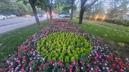 Более 250 тыс. цветов высадили в Наурызбайском районе Алматы