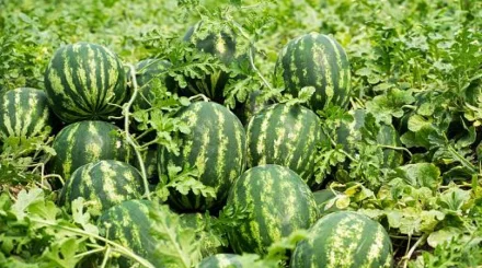Макушка лета – созрели арбузы