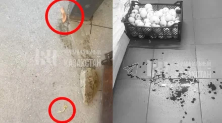 ШҚО-да ер адам экс-әйеліне пышақпен шабуыл жасап, құлағының жартысын кесіп алған (ВИДЕО)