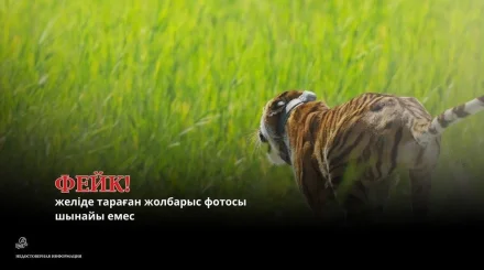 «Іле-Балқашта» жолбарыс жүргені туралы тараған ақпарат жалған болып шықты