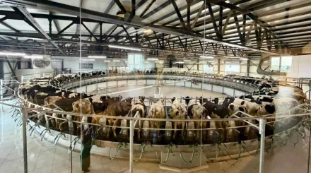 Мағжан Жұмабаев ауданында тәулігіне 150 тонна сүт өндіретін мега-жоба ашылды