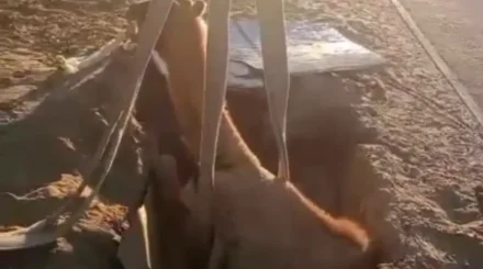 Спасатели вытащили верблюда из колодца в Кызылординской области (ВИДЕО)