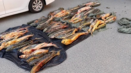 Внедорожник с 256 килограммами осетровых остановили в Актау