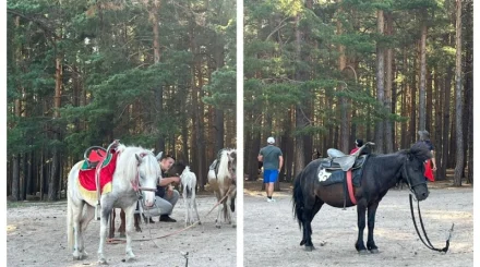 Истощённые пони стали развлечением для туристов в Бурабае