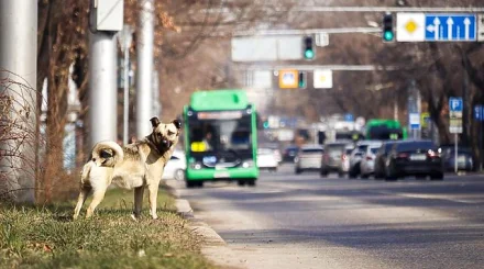 Алматыда Жандосов көшесінің бір бөлігінде уақытша шектеу енгізіледі