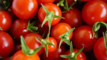  Қызылорда облысында қызанақты қайта өңдейтін зауыт салынады 