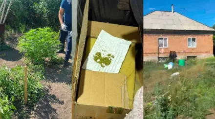 Өскеменде полиция жылыжайда есірткі өсірген тұрғынды ұстады