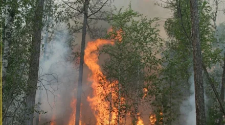  Батыс Қазақстанда екі орман өрті сөндірілді 