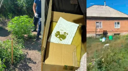  Өскеменде полиция жылыжайда есірткі өсірген тұрғынды ұстады 