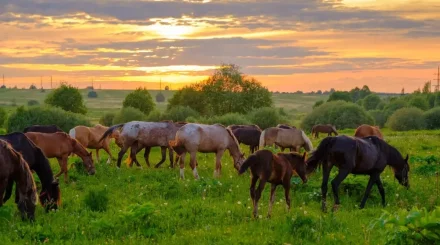 Қызылорда облысында жылқылар белгісіз аурудан қырылып жатыр