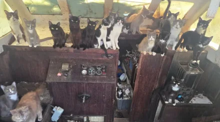 Полицейские нашли десятки кошек на заброшенной лодке