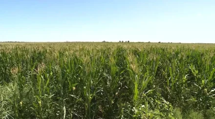 Ғылым мен шаруаның ортақ жетістігі: Түркістан облысында жүгері өнімділігі екі есе өсті