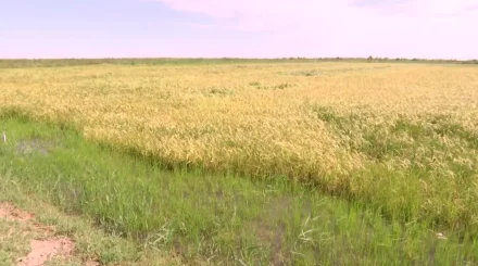 Қызылордада күріш жинау науқаны тамыздың үшінші онкүндігінде басталады