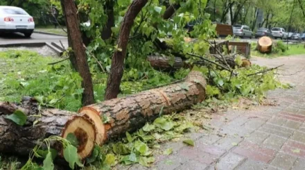 Қарағандыда 5 жастағы балаға ағаш бұтағы құлап, қаза тапты