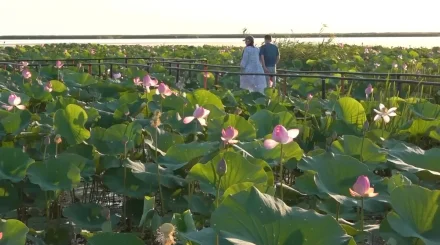 LOTUS FEST-2026: Атырау обылысына биыл 50 мыңнан аса қонақ келді