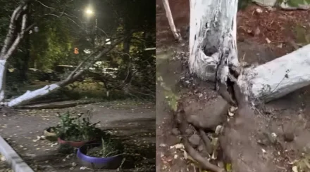 «Дерево было аварийным»: после гибели 5-летнего ребенка в Караганде требуют разобраться в причинах трагедии