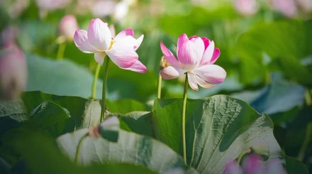 Lotus Fest-2026: Атырау облысындағы лотус фестивалі қалай өтті