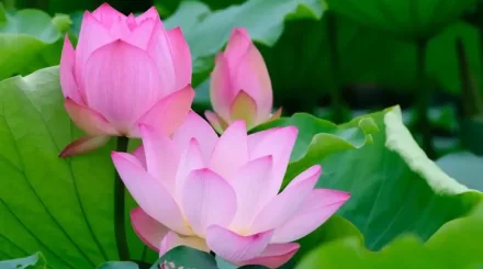 Атырау облысында Lotus Fest-2026 фестиваліне екі күнде 40 мыңнан астам адам қатысты