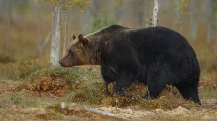 Медведь вытащил туристку из палатки на Алтае и утащил в лес