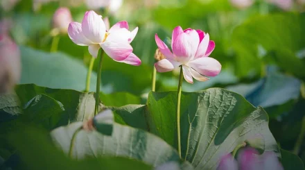 Lotus Fest-2026 в Атырауской области посетили более 40 тысяч человек