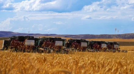 Аграриев предупредили о сложностях с уборкой урожая