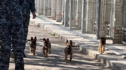 Мама искала пропавших, а папа - наркотики: 4 щенят пополнили ряды служебных собак в Астане