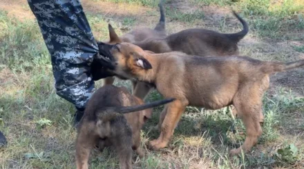 Елорда полициясына төрт аяқты жаңа көмекшілер қосылды